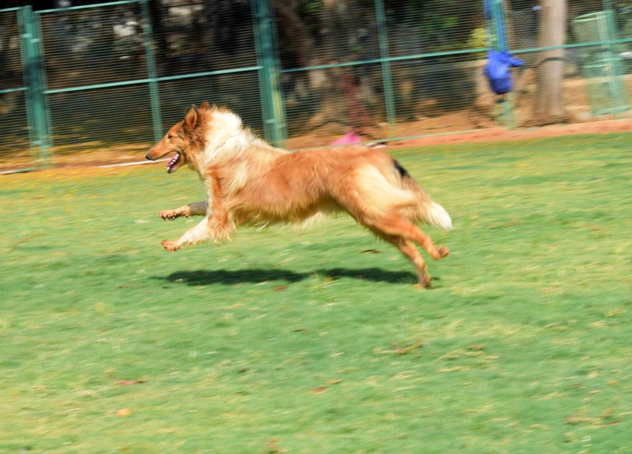 Manas Resort With Petting Zoo, Igatpuri Buitenkant foto